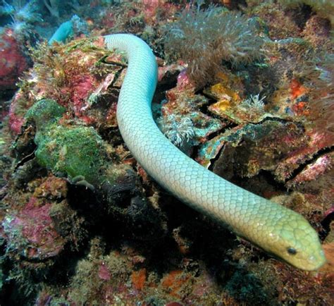 sea snake | Fish & Aquariums | Pinterest