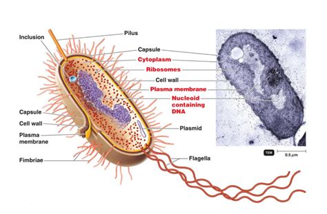 GLYCOPEDIA