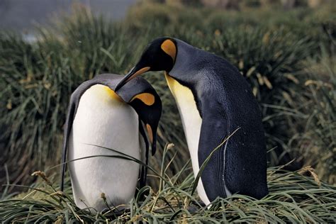 Courtship | Definition, Behavior, Animals, Examples, & Facts | Britannica