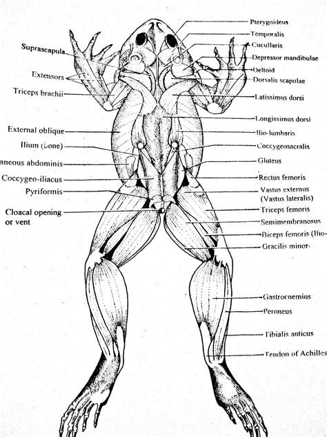 Label The Parts Of A Frog