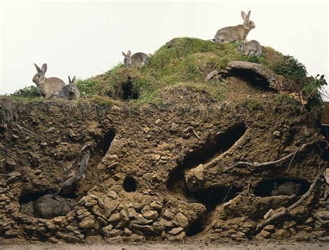 Rabbit burrow cross-section | Bunnies! Cheaper than therapy | Pinterest | Rabbit, Rabbit burrow ...