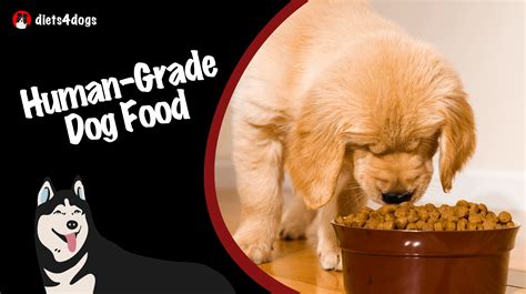 Human-Grade Dog Food: The Truth about Premium Standards - Diets4dogs