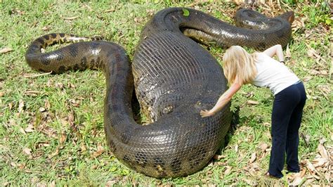 Giant Anaconda | World's biggest python snake found in Amazon river ...