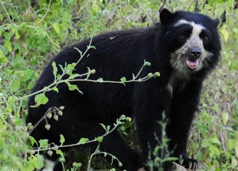 The Diverse Wildlife in Bolivia - Bolivia Hop