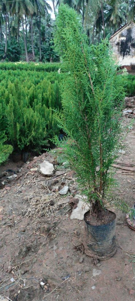 Juniperus virginiana - O24U