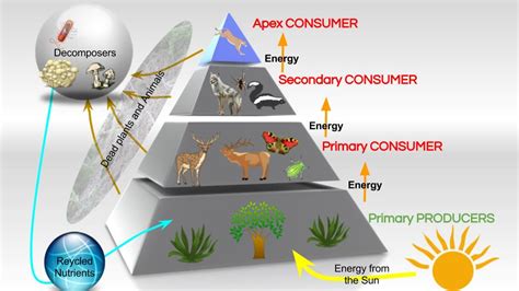 Consumer Examples Biology