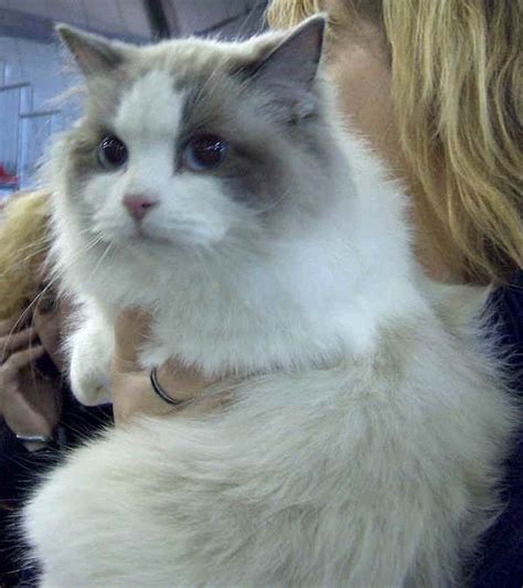 Razze gatti: Ragdoll