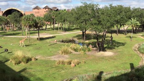 Disney's Animal Kingdom Lodge Savannah View Room | The View from our ...