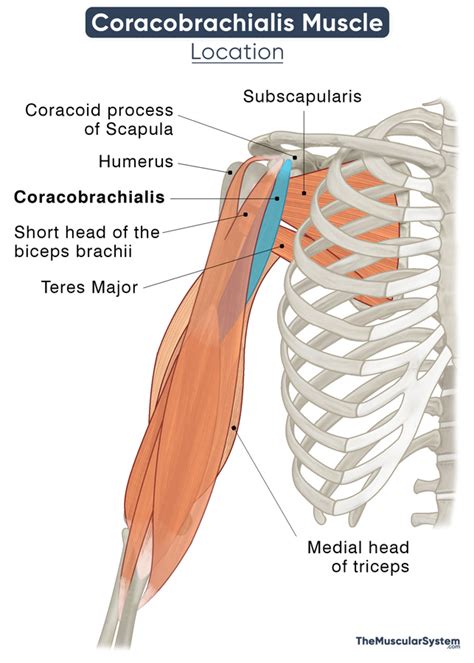 Coracobrachialis Muscle - Action, Origin, Insertion, & Diagram