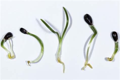 Ephedra sinica Seeds – NDG Botanicals