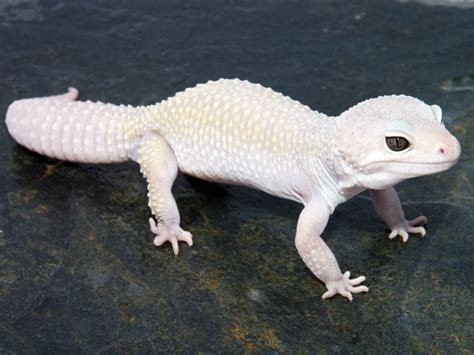 Patternless. | Rare albino animals, Albino animals, Leopard gecko morphs