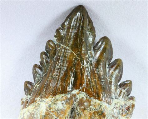 Basilosaurus Whale Tooth Fossil