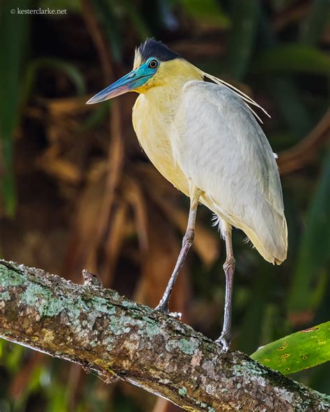 Capped Heron - Kester Clarke Wildlife Photography