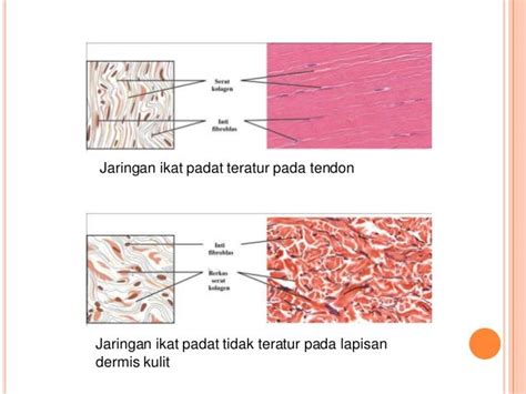 Gambar Jaringan Ikat Longgar – cari