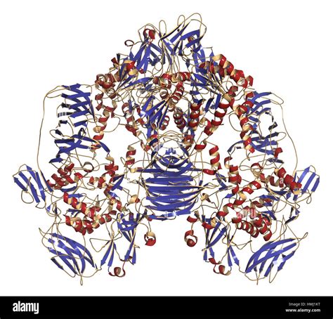 Lactase (Kluyveromyces lactis beta-galactosidase) enzyme. Lactose digesting protein isolated ...