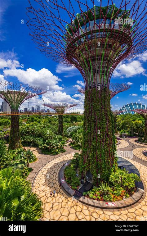 The Supertree Grove from the OCBC Skyway at Gardens by the Bay ...