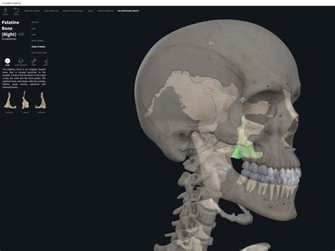 Bones: Skull, palatine bones. – Anatomy & Physiology