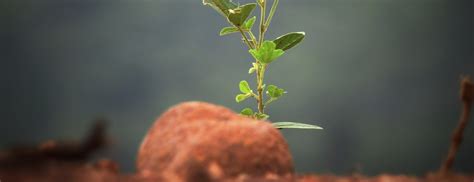 Soils and Biogeochemistry | UC Davis