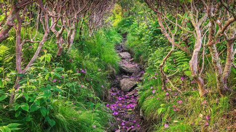 必应美图壁纸：飘落的杜鹃花瓣铺在Grassy Ridge Bald山的小径上 20210519 - 必应壁纸 - 中文搜索引擎指南网