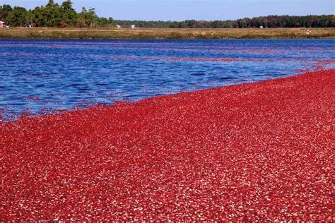 You Need to See These Cranberry Bog Tours on Cape Cod | Candleberry Inn on Cape Cod