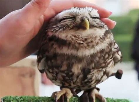 Viral Video of the Day: 'Lovely owl' is irresistibly cute - syracuse.com