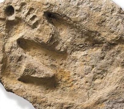 Human Footprint Fossil