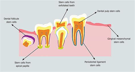 Dental stem cells: The role of biomaterials and scaffolds in developing ...