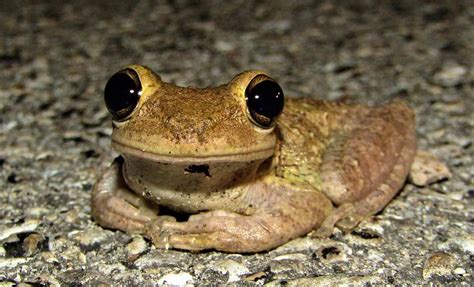 Cuban Tree Frog Photograph by Joshua Bales - Pixels