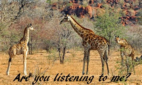 12 Sounds Giraffes Make - Owlcation