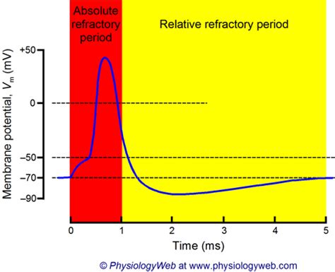 refractory period - meddic