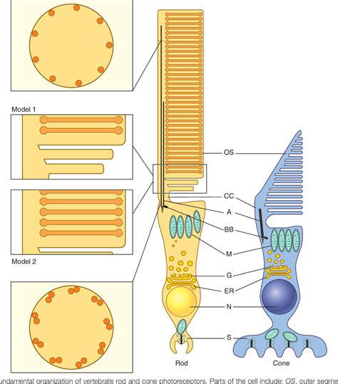 Figure 16.4 from Chapter 14 – Structure and Function of Rod and Cone ...