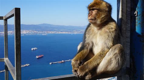 Free Images : rock, monkey, primate, gibraltar, england, focus, macaque ...