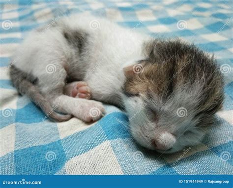 Sleeping Cute Baby Cat stock image. Image of tired, domestic - 151944949