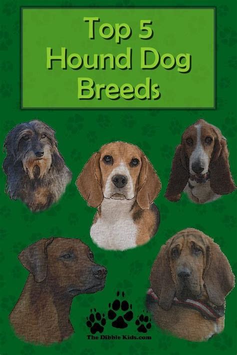 Top 5 Hound Dog Breeds in 2020 | Hound dog breeds, Dog breeds, Bloodhound dogs