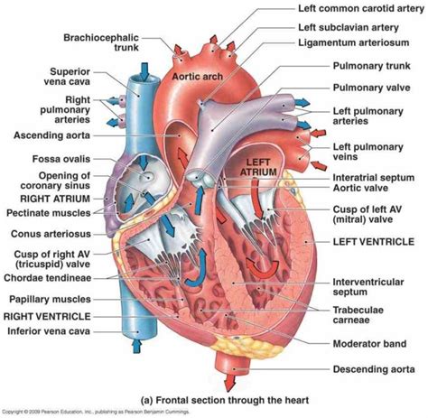 description this is an excellent heart diagram which uses de Image Of The Heart Labeled mar ...