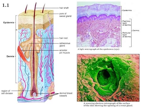 Mini Handbooks: Dermis & Hypodermis