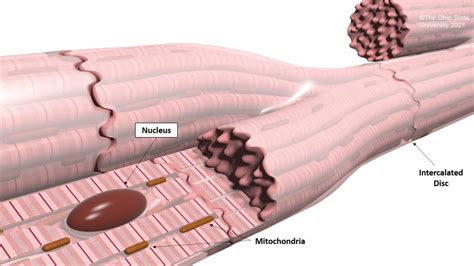 Cardiac Muscle Structure