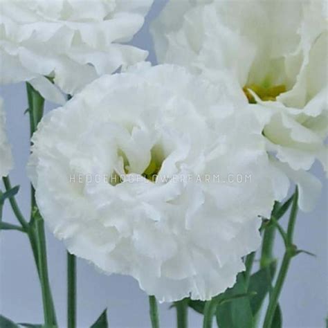 White Lisianthus Seeds Better Than Roses Celeb 1 Vanilla - Etsy