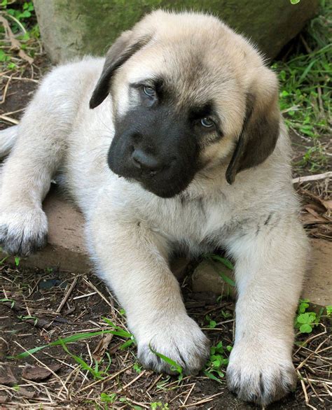 Anatolian Shepherd Kangal Puppy Takas Enjolras 6.5 weeks old | Kangal ...