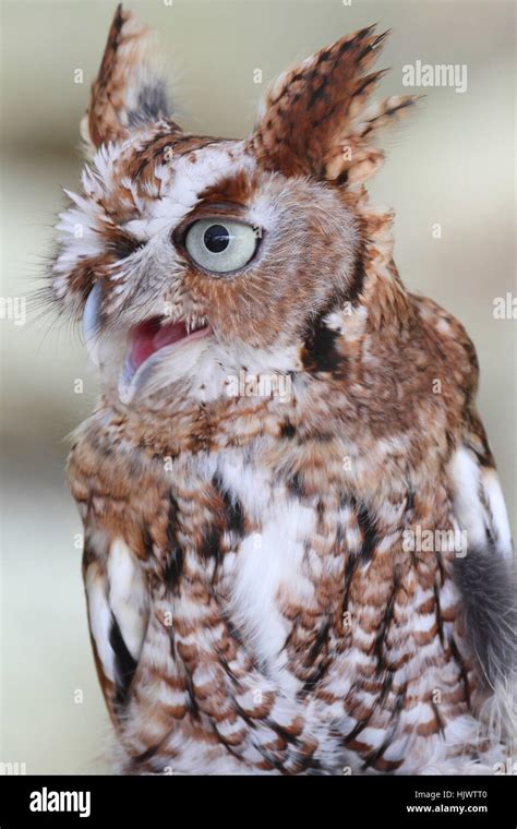 bird, night, nighttime, hoot, hooting, howling, howl, owl, owls, eastern Stock Photo - Alamy