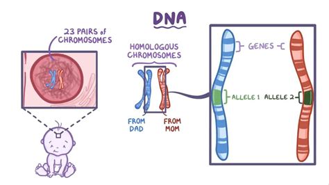 DNA mutations - Osmosis