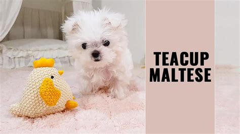 Teacup Maltese - 12 Dog Breed Information On The Toy Maltese - Petmoo