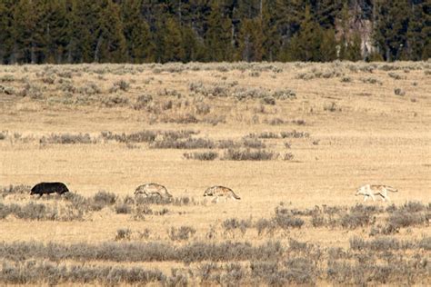 20+ Wolf Pack In Yellowstone Stock Photos, Pictures & Royalty-Free Images - iStock