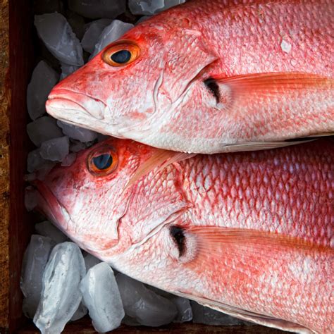 Snapper, Silk - South Atlantic Fishery Management Council