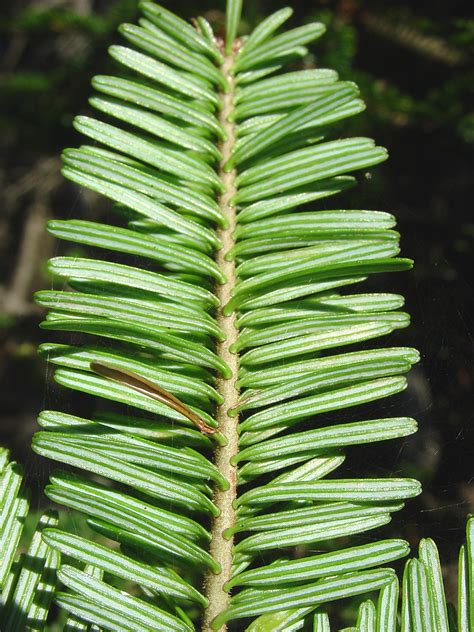 Abies balsamea (balsam fir): Go Botany