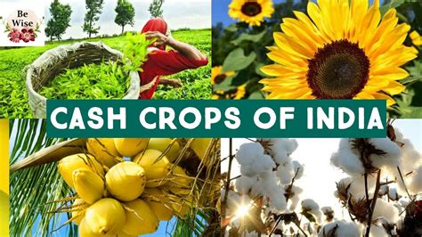 Cash Crops Of India - YouTube