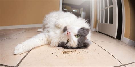 What Does Catnip Do to Cats? the Effects of Catnip