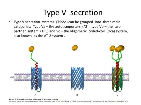 Bacterial secretion