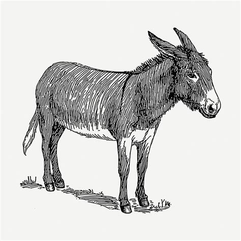 Vintage Donkey Illustration Images | Free Photos, PNG Stickers ...