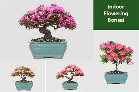 Flowering Indoor Bonsai Trees With Pretty Blooms - EmbraceGardening